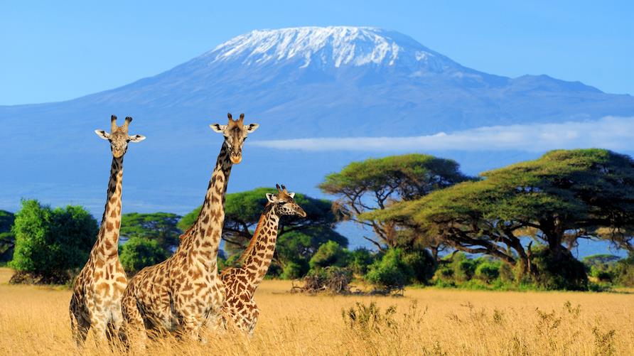 Three giraffes walk through a national park in Kenya, Africa, with Kilimanjaro on the horizon
