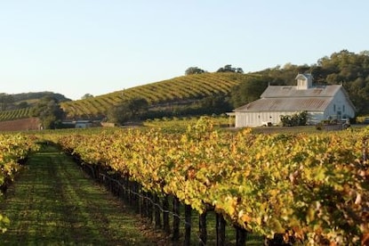 Two people walking together through a stunning Napa Valley vineyard at sunset, California.