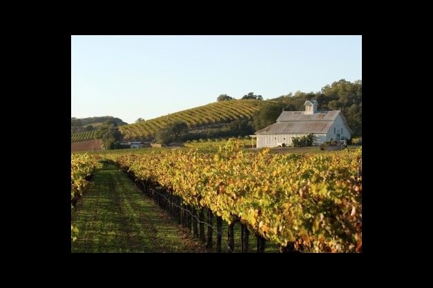 Two people walking together through a stunning Napa Valley vineyard at sunset, California.