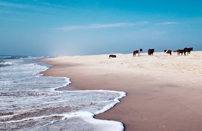 Wild ponies resting  along the shoreline, cotton candy skies overhead, Assateague Island, Maryland. 