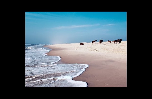 Wild ponies resting  along the shoreline, cotton candy skies overhead, Assateague Island, Maryland. 