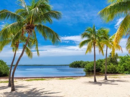 Palm trees on the white sand beach of Key Largo, Florida