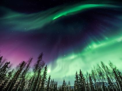 Aurora borealis over pine trees