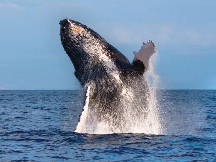 A whale breaking the surface near Hawaii
