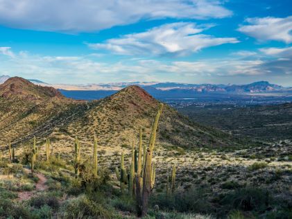 Desert landscape with cactus at Sonoran Desert near Scottsdale, Arizona