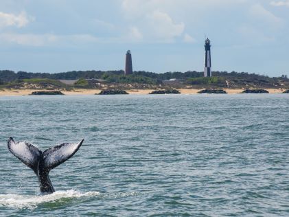 A whale tail emerges from the ocean at Virginia Beach, VIrginia