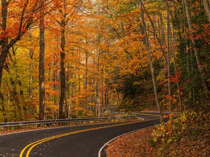 Fall foliage along a highway in South Carolina