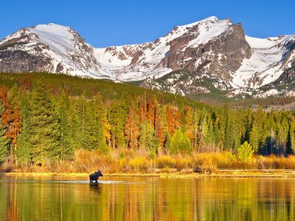 Moose in autumnal lake at Rocky Mountain National Park