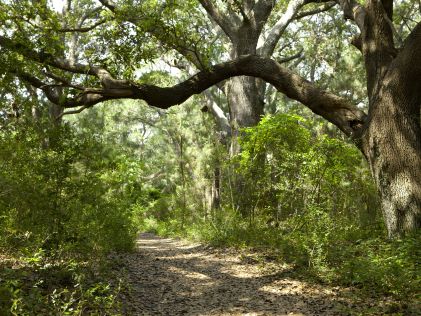 Forest at Myrtle Beach State Park in South Carolina