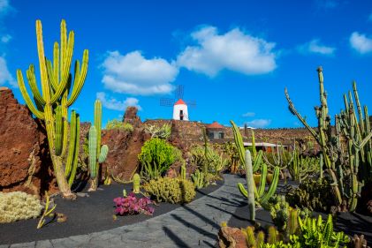Cacti, windmill, clear blue skies, Lanzarote, Spain. 