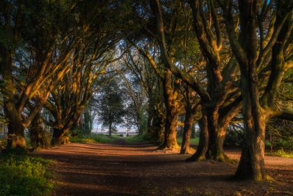 Quiet walkway lined with mature great oak trees, sunset glow, fall, Dublin, Ireland. 