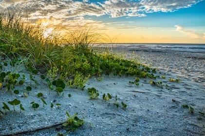 Close up of Myrtle Beach sand dunes and marsh grass under puffy clouds as the sun sets.