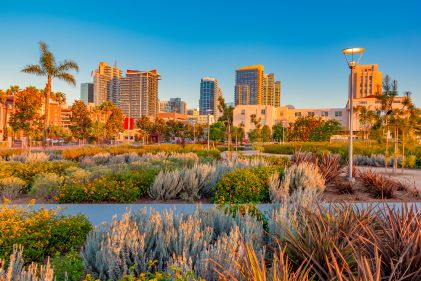 Sunset scene, blooming flowers, native shrubs, buildings in the distance, Park at the park, San Diego, California.