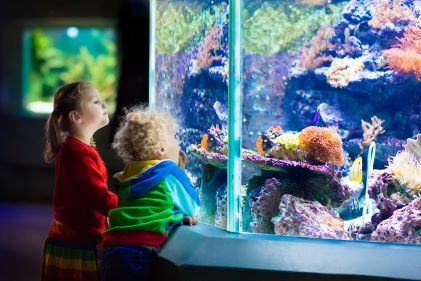 Young children gazing at fish, aquarium. 