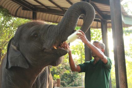 Man bottle feeding an elephant at zoo. 