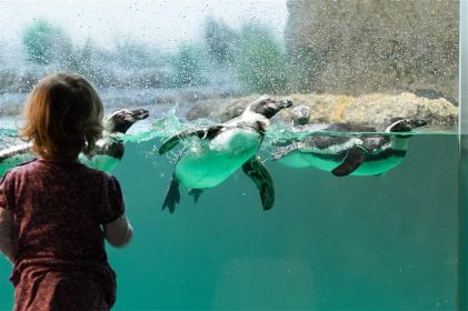 Young child watching penguins through glass at zoo. 