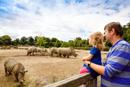 Father and young child watching rhinoceros at zoo. 