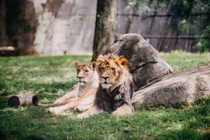 Lion and lioness lounging amid green grass and large rocks. 