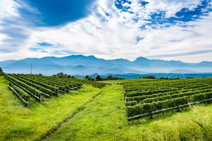 Lush green vineyards, bright blue, clear skies, Japan.