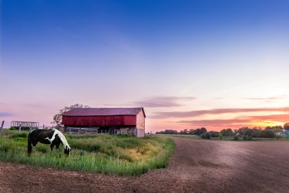 Serene rural image, horse grazing, barn, tall green grass, dusk skies overhead, Maryland.