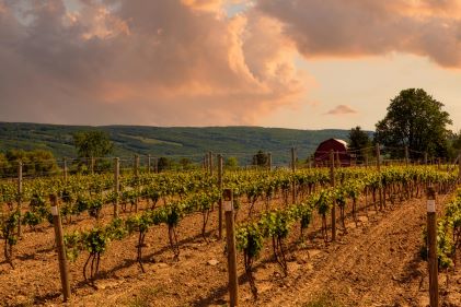 Idyllic vineyard, autumn colors, blue skies, New York. 