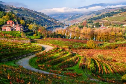 Beautiful autumn scene, tree-line vineyards, Portugal. 