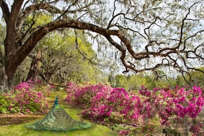 Serene photo of a natural setting with a long row of fuschia flowers on the right and an old live oak tree with branches spread wide. Under the tree is a colorful peacock with feathers spread low.