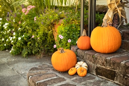 Mid-length view of colorful orange pumpkins set on brick steps and a row of fall flowers in the background in Charleston, SC.