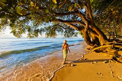Elegant woman strolling along deep golden sands under tropical overhanging tree just where the ocean meets the shore in Barbados.