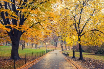 Tree-lined pathway, with benches, golden colored trees, Central Park, New York, New York. 