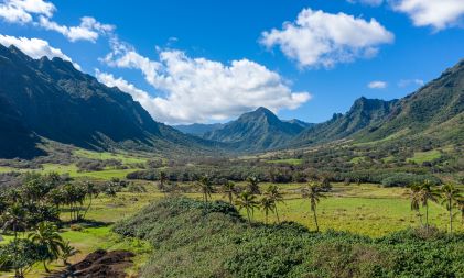 Beautiful aerial image, verdant wetlands, Big Island, Hawaii. 