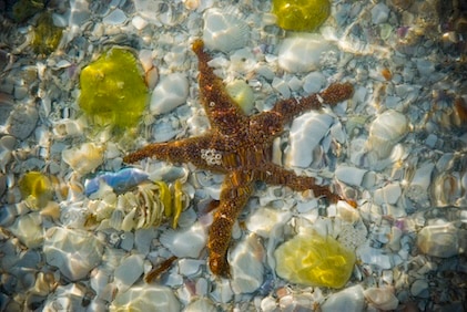 View of starfish and white shells seen in Sanibel, Florida when viewing down through crystal clear waters.