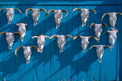 Rows of bleached white decorative ox skulls hanging in the sun against a bright blue painted wall in Santa Fe, New Mexico