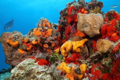 Close up up colorful coral reef with bright red and orange live coral under deep blue seas.