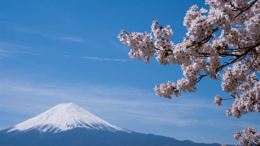 Close up of cherry blossoms with Mount Fuji in the distance. 