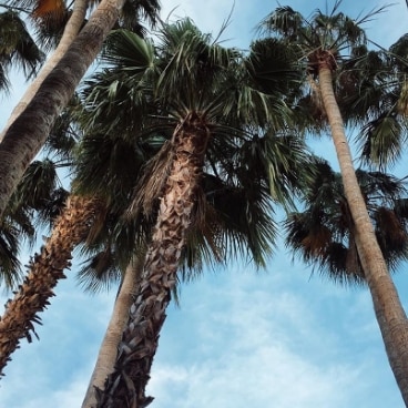 A view-from-below of a towering palm tree.