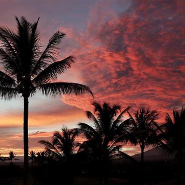 Palm trees silhouetted by a colorful sunset.