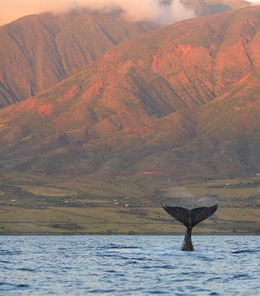 Whale tail breaching the ocean with Hawaii mountains in the background.