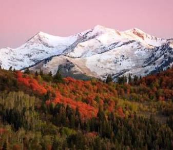 Colorful landscape of a forest with red, yellow and green leaves, with snow capped mountains and pink, sunset sky in the background.