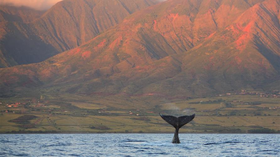 North Pacific Humpback Whale tail sinking back in the water in Maui, Hawaii.